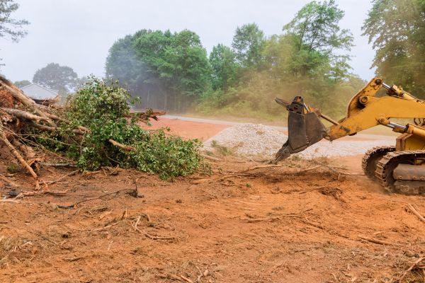 Ground Clearing in Novato
