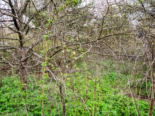 Underbrush Clearing in Novato