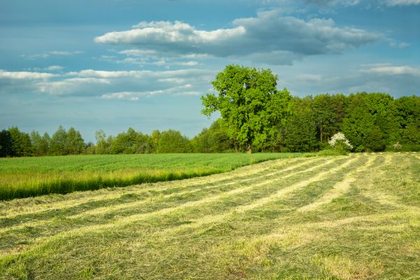 Cost of Vegetation Removal in Novato