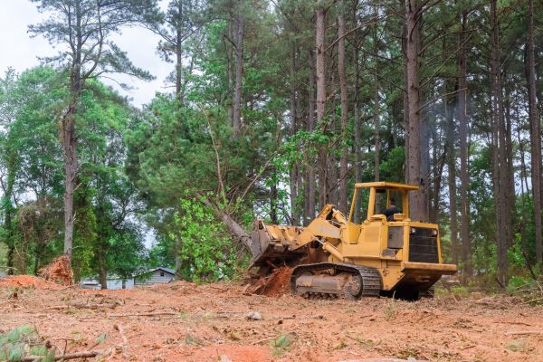 Forest Thinning in Novato