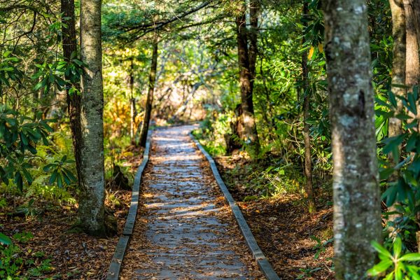 Cost of Trail Clearing in Novato