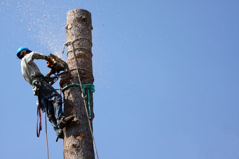 Tree Felling Process